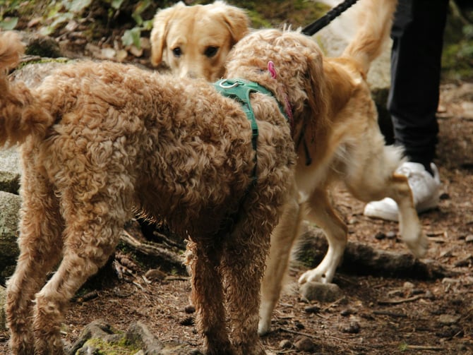 Sunset Park Dog Off-Leash Area