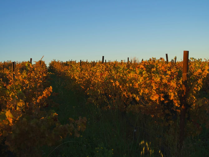 SCORIA Vineyards