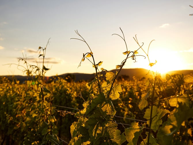 Rolling Hills Vineyard