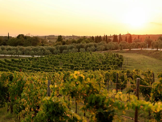 Cinder Wines