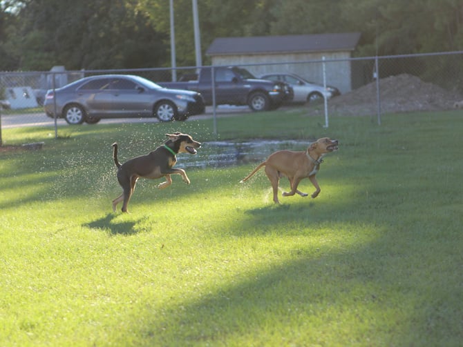 Charles F. McDevitt Youth Sports Complex Dog Park