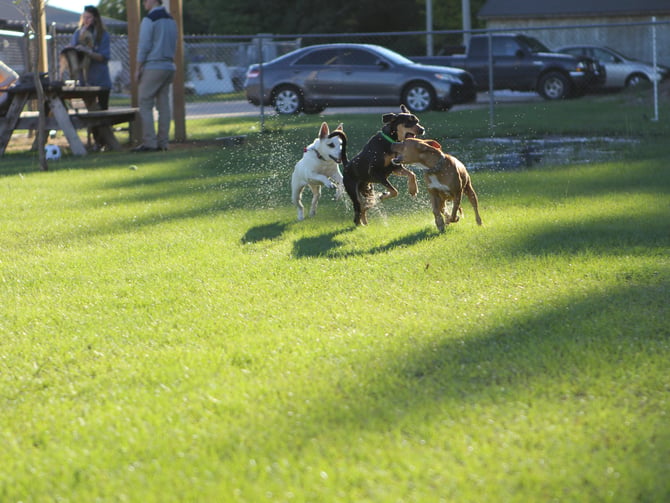 Ann Morrison Park Seasonal Off-Leash Area