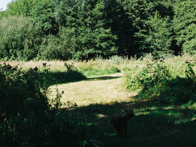 Phillippi Park Dog Off-Leash Area