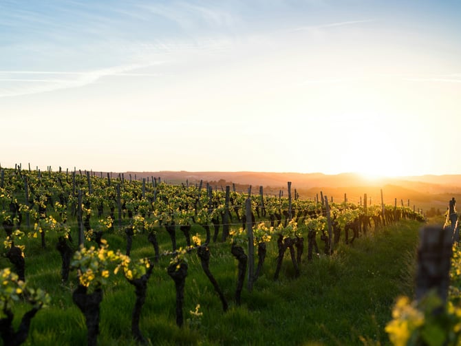 Telaya Wine Company