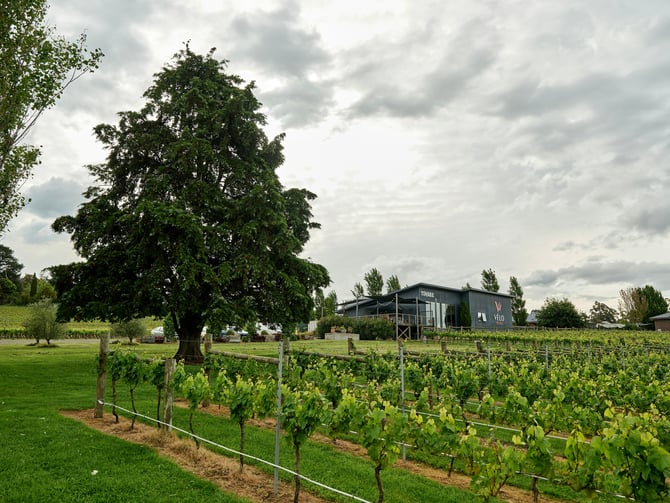 Williamson Orchard and Vineyard