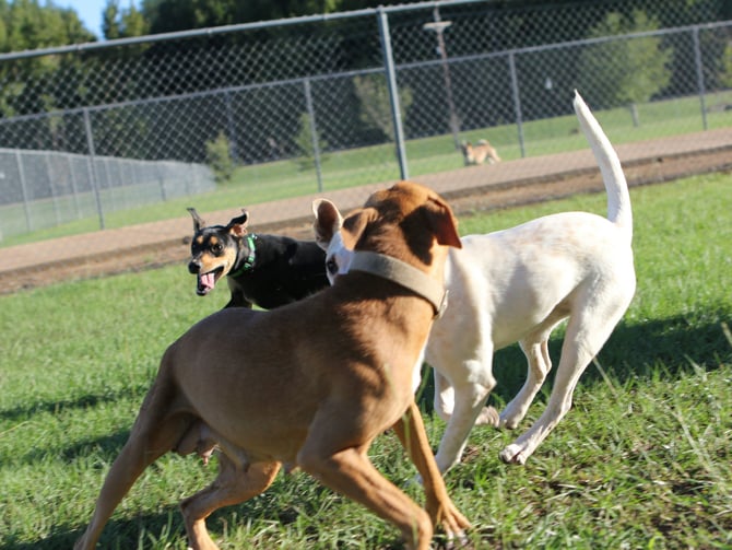 Bowler Park Dog Off-Leash Area