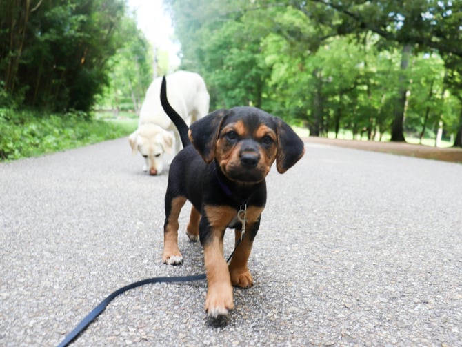 Williams Park Dog Off-Leash Area