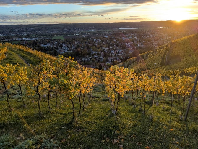 Coiled Wines
