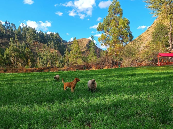 Winstead Park Dog Off-Leash Area