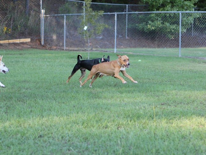 Mariposa Park Dog Off-Leash Area