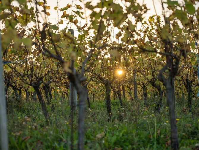 Sol Invictus Vineyard