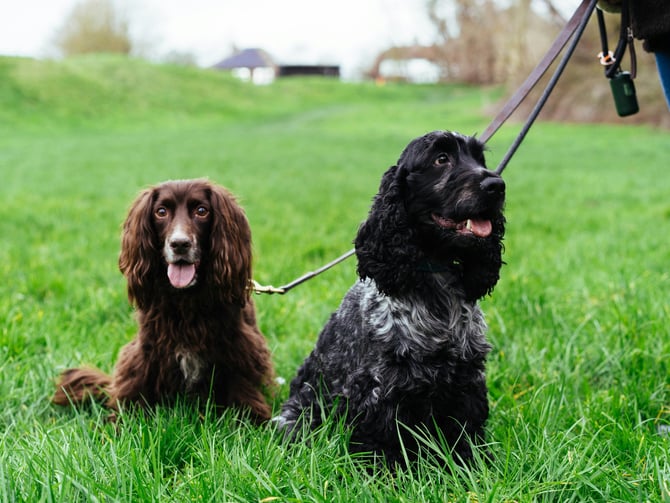 Morris Hill Park Dog Off-Leash Area