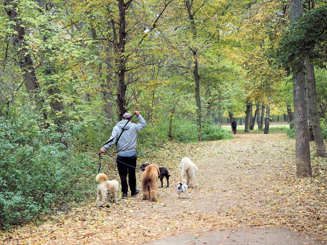 Manitou Park Dog Off-Leash Area