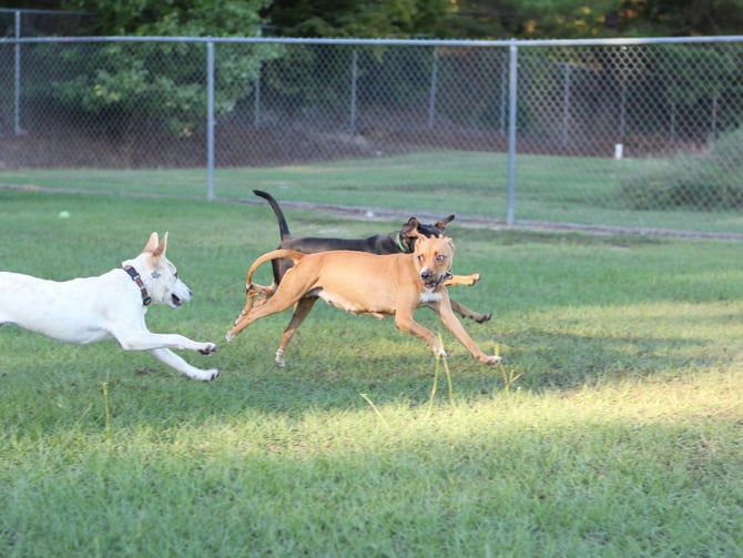 Molenaar Park Dog Off-Leash Area